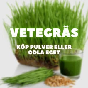 Vetegräs, frön och juice i bakgrunden. Text framför: Vetegräs - köp pulver eller odla eget