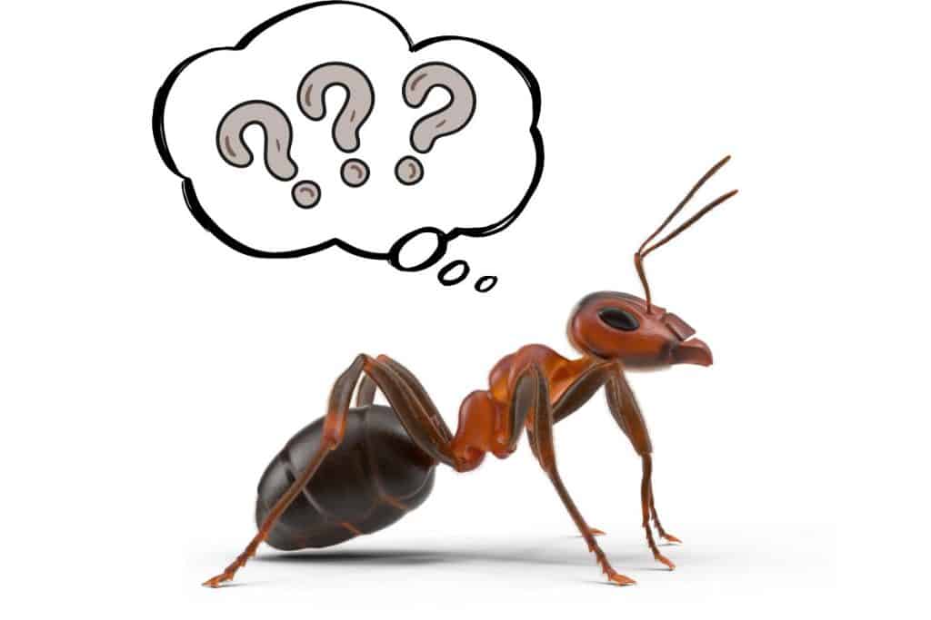 Närbild på myra med tankebubbla och frågetecken