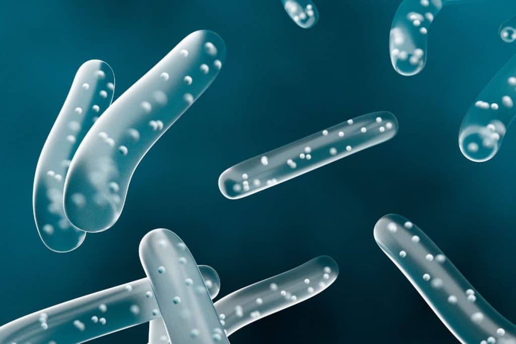 Grafik som föreställer mjölksyrabakterier Lactobacillus 