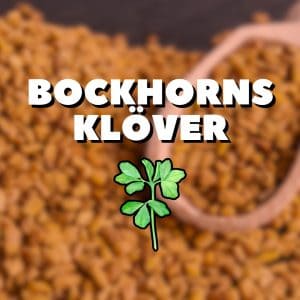 Närbild på bockhornsklöverfrön med texten "Bockhornsklöver" och en grön bladgrafik.