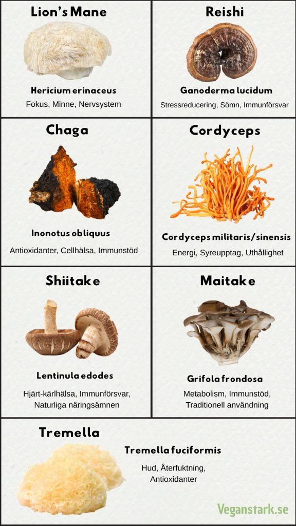 Infografik som visar bilder och namn på sju medicinska svampar: Lion’s Mane, Reishi, Chaga, Cordyceps, Shiitake, Maitake och Tremella, med deras vetenskapliga namn och tre nyckelord vardera.